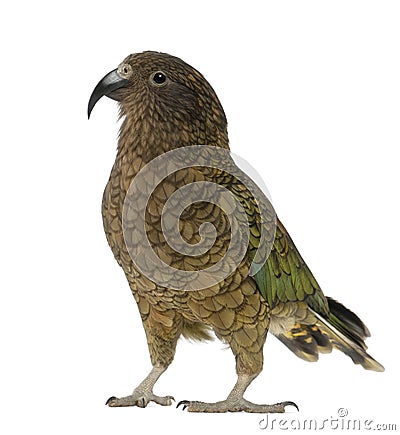 Kea, Nestor notabilis, a parrot Stock Photo