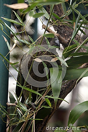 Kea (Nestor notabilis). Stock Photo