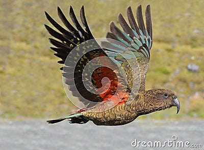 Kea - New Zealand wildlife NZ NZL Stock Photo