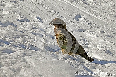 Kea in the snow at Treble Cone in winter, New Zealand Stock Photo