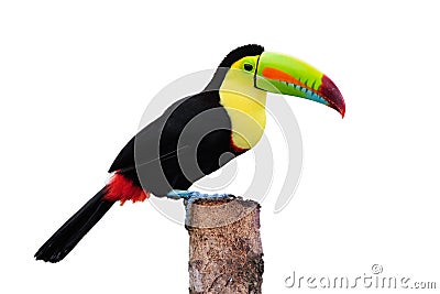 Keel Billed Toucan Stock Photo