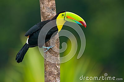 Keel Billed Toucan Stock Photo