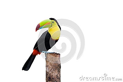 Keel Billed Toucan Stock Photo