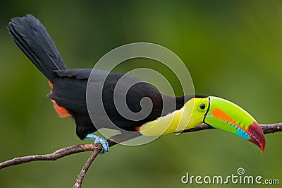 Keel Billed Toucan. Stock Photo