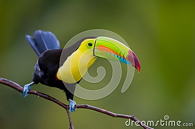 Keel Billed Toucan. Stock Photo