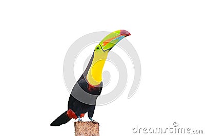 Keel Billed Toucan Stock Photo