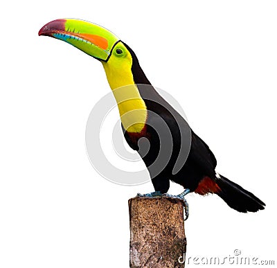 Keel Billed Toucan Stock Photo