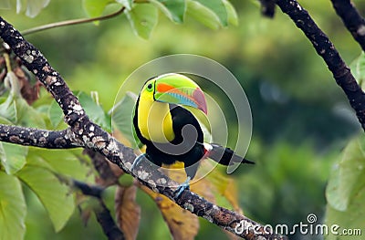 Keel-billed Toucan Stock Photo