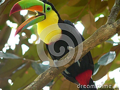 Keel-billed Toucan Stock Photo