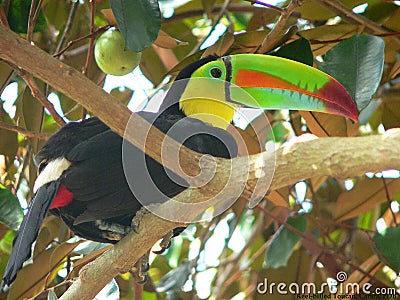 Keel-billed Toucan Stock Photo