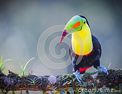 Keel-billed toucan with bright yellow neck, looks forward Stock Photo