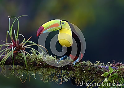 A Keel-billed toucan perched on a mossy branch in Costa Rica Stock Photo