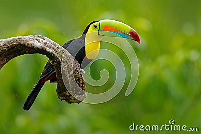 Keel-billed Toucan, Ramphastos sulfuratus, bird with big bill. Toucan sitting on the branch in the forest, green vegetation, Nicar Stock Photo