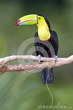 Keel-billed Toucan Ramphastos sulfuratus, Costa Rica Stock Photo