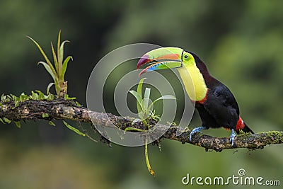 Keel-billed Toucan - Ramphastos sulfuratus Stock Photo