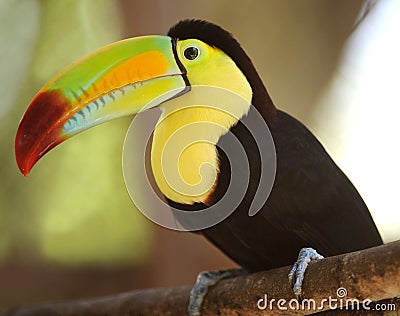 Keel billed toucan on tree branch, guatemala Stock Photo