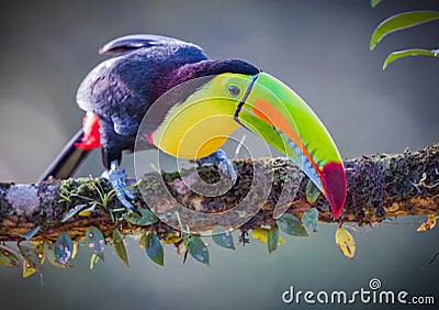 Keel-billed toucan in tropical rain forest Stock Photo