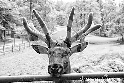 Keep the beauty alive. Reindeer caribou. Reindeer or deer on natural landscape. Reindeer species with antlers. Reindeer Stock Photo