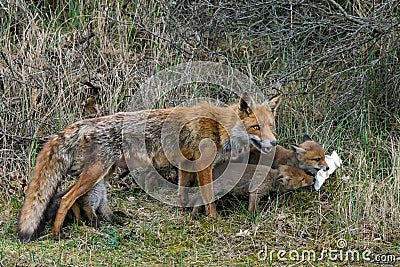 Keep nature clean! Baby foxes play with litter / garbage. Mother Red fox Vulpes vulpes and her newborn red fox cubs. Amsterdamse Stock Photo