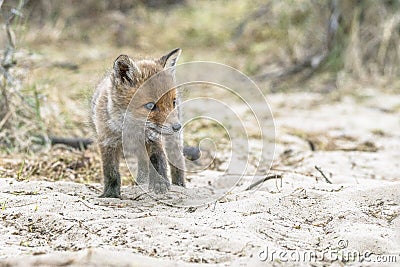 Keep nature clean! Baby foxes play with litter / garbage. Mother Red fox Vulpes vulpes and her newborn red fox cubs. Amsterdamse Stock Photo