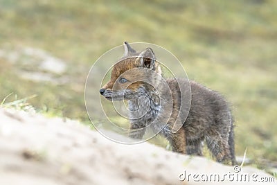 Keep nature clean! Baby foxes play with litter / garbage. Mother Red fox Vulpes vulpes and her newborn red fox cubs. Amsterdamse Stock Photo