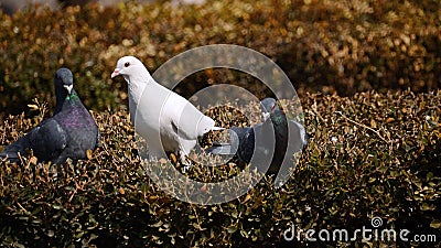 Keep vigilant on three pigeons. Stock Photo