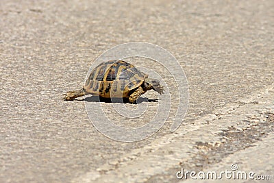 Keep walking- turtle crossing the road Stock Photo
