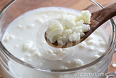 Kefir grains on a wooden spoon above a jar of milk kefir Stock Photo