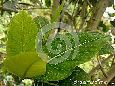 keindahan daun nangka : green Stock Photo
