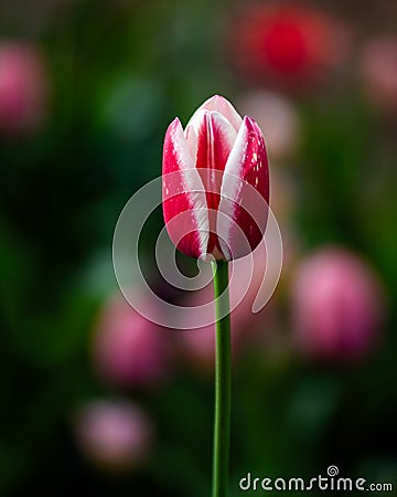 Kelly Triumph Tulip in a garden Stock Photo