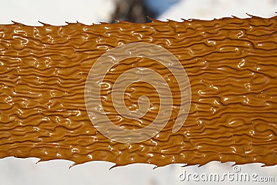 Kelp Stock Photo