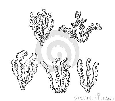 Kelp, Brown algae vector illustration. Isolated drawing on white background. Superfood object. Organic healthy food Vector Illustration