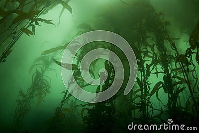 Kelp Forest Landscape Stock Photo