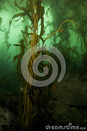 Kelp Forest Portrait Stock Photo