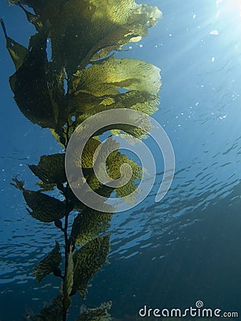 Kelp Frond Stock Photo