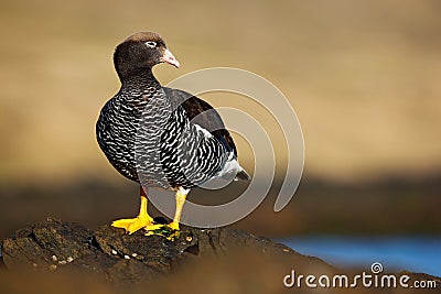 Kelp goose, Chloephaga hybrida, member of the duck, goose. It can be found in the Southern part of South America; in Patagonia, Ti Stock Photo