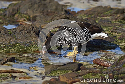 Kelp Goose (Chloephaga hybrida malvinarum) Stock Photo