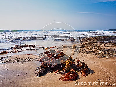 Kelp on Yellow Sand Cronulla Beach, Sydney, Australia Stock Photo