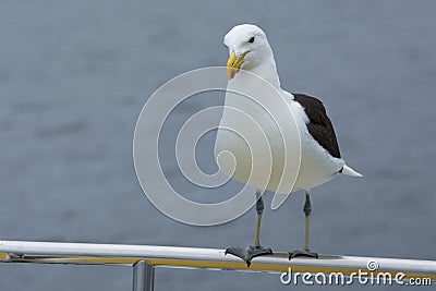 Kelpmeeuw, Kelp Gull, Larus dominicanus vetula Stock Photo