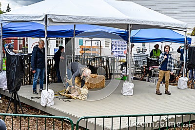 Kelsey Creek Farm Park heritage event, woman demonstrating sheep shearing on a white s Editorial Stock Photo