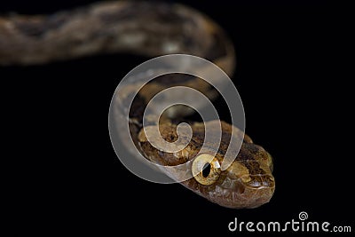 Kelung Cat Snake Boiga kraepelini Stock Photo