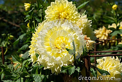 kelvin floodlight dahlia specimen Stock Photo