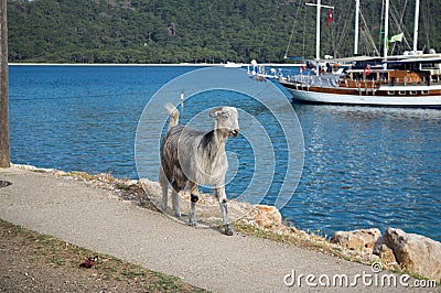 KEMER, TURKEY - MAY 07, 2018: the horned goat is on the coastal path Stock Photo