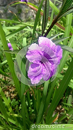 Kencana ungu, Pletekan, flower purple, garden flower, blooming flower Stock Photo