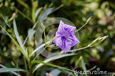 Kencana Ungu purple flower petal Stock Photo