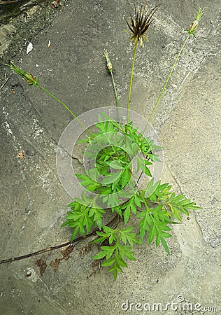 Kenikir leaves with dry seeds and flower buds grow on cracked rocks Stock Photo