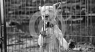 Kennel dogs locked Stock Photo