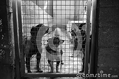 Kennel dogs locked Stock Photo