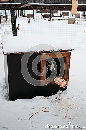 Black and red Alaskan husky lies in booth in winter and looks at raw fresh beef meat. Feeding dogs at shelter. Kennel northern Stock Photo