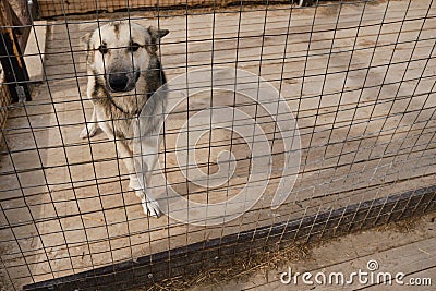 Kennel of northern sled dogs Alaskan husky. Sad lonely mongrel in aviary behind shelter cage with sick paw is waiting for adoption Stock Photo